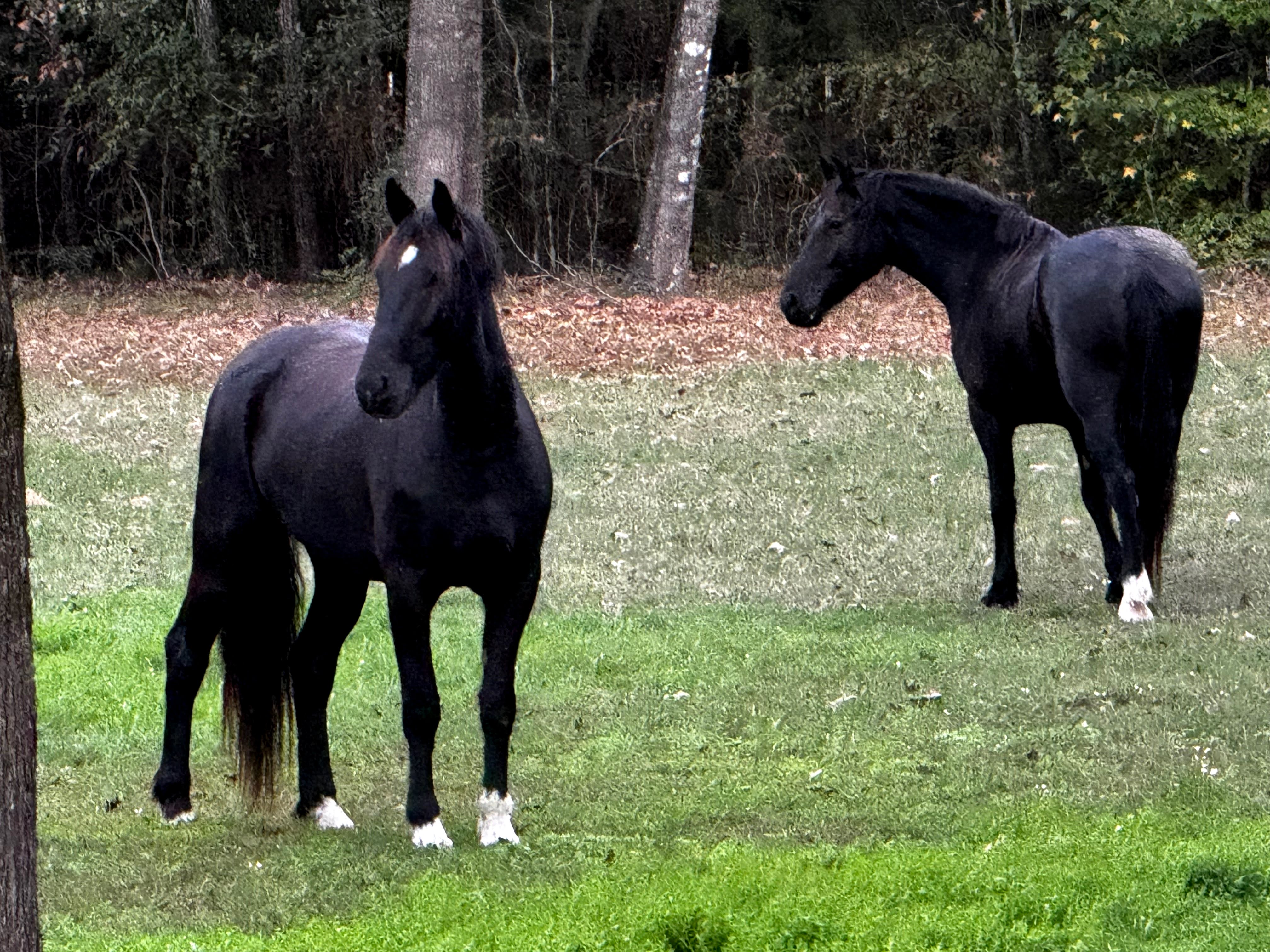 Thor & Thunder together 2
